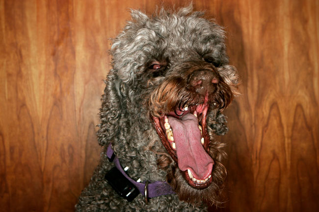 dog-yawn.jpg